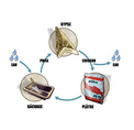Le cycle du Plâtre.