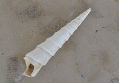 Gypse en Fer de Lance. Collections du Musée du Plâtre.